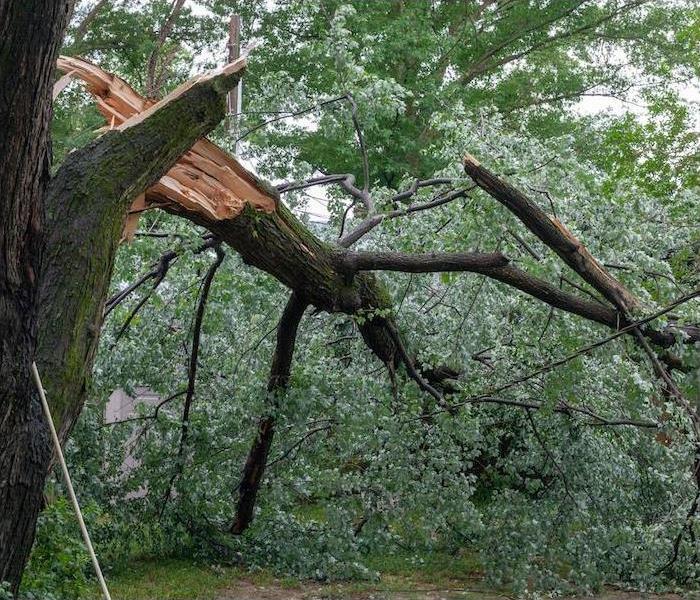 a large tree trunk split in half laying in grass